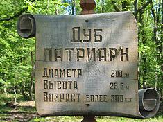 Дуб Патриарх