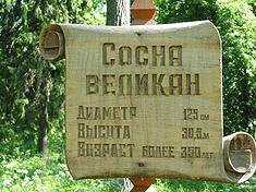 Сосна Великан