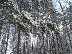 Сосны