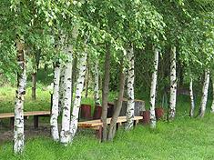 Березки